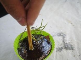 598065088 1325243652738712 5706253697506696653 N